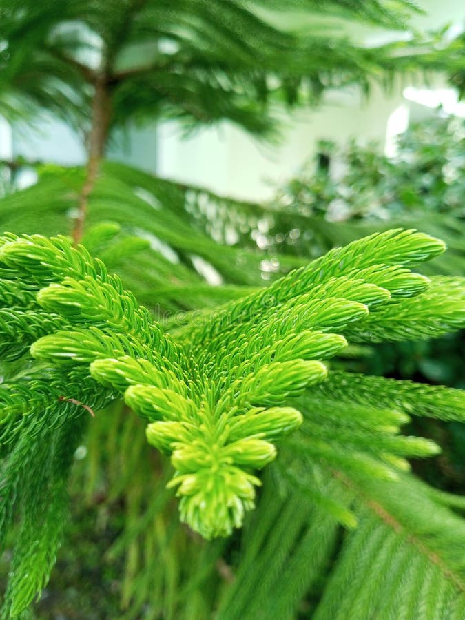Gaun Organik Berpola Urutan DNA Daun Cemara: Perpaduan Fesyen Berkelanjutan dan Sains